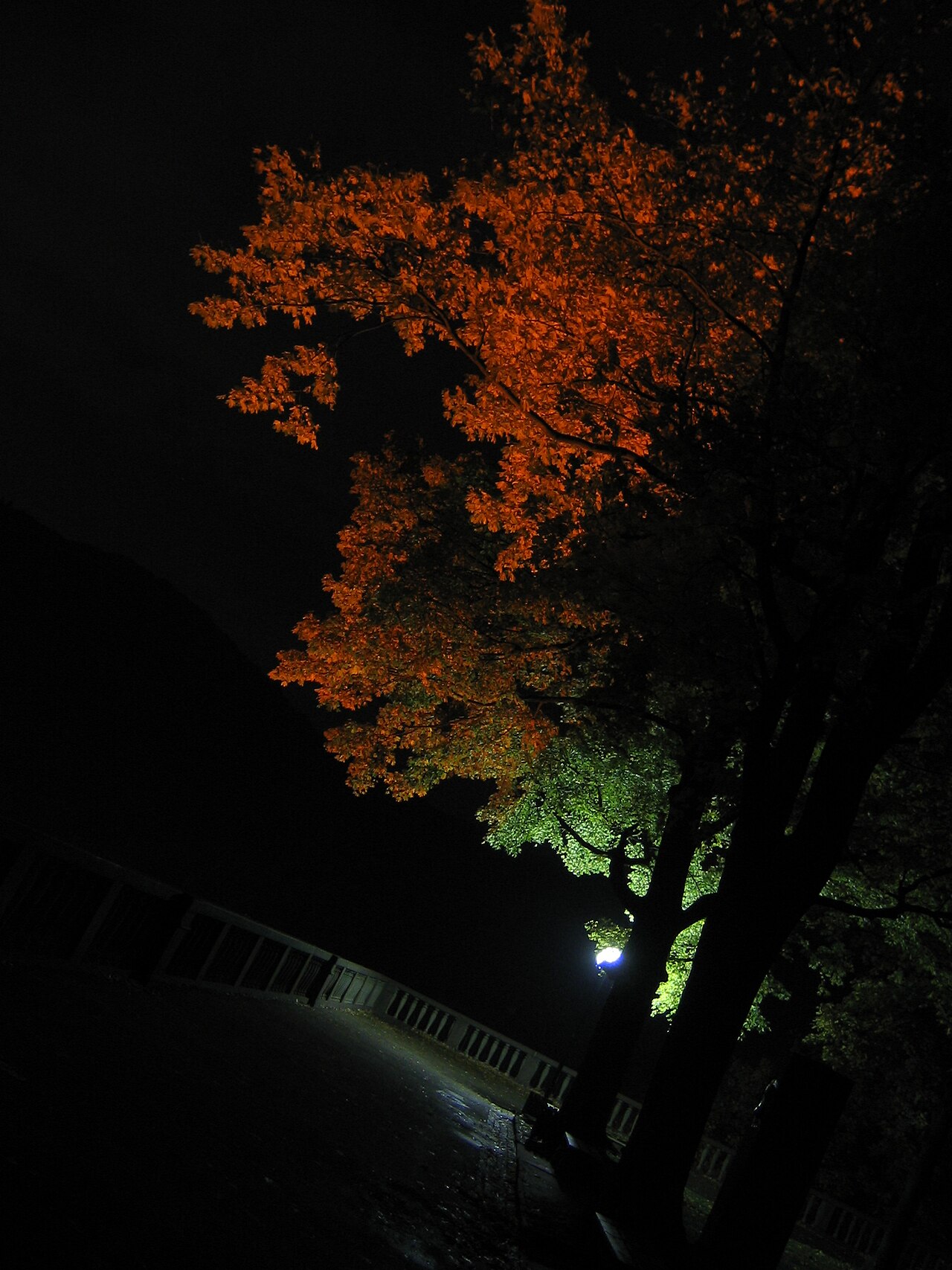 Canon IXY DIGITAL 2000 IS 作例