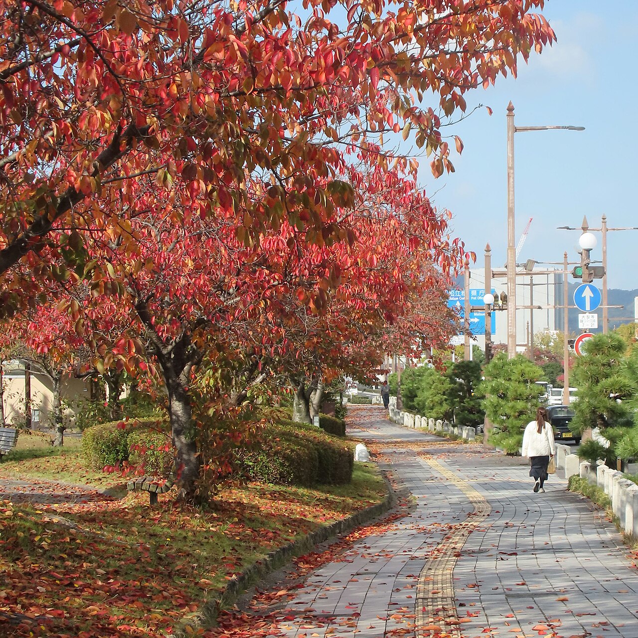 Canon PowerShot Zoom 作例