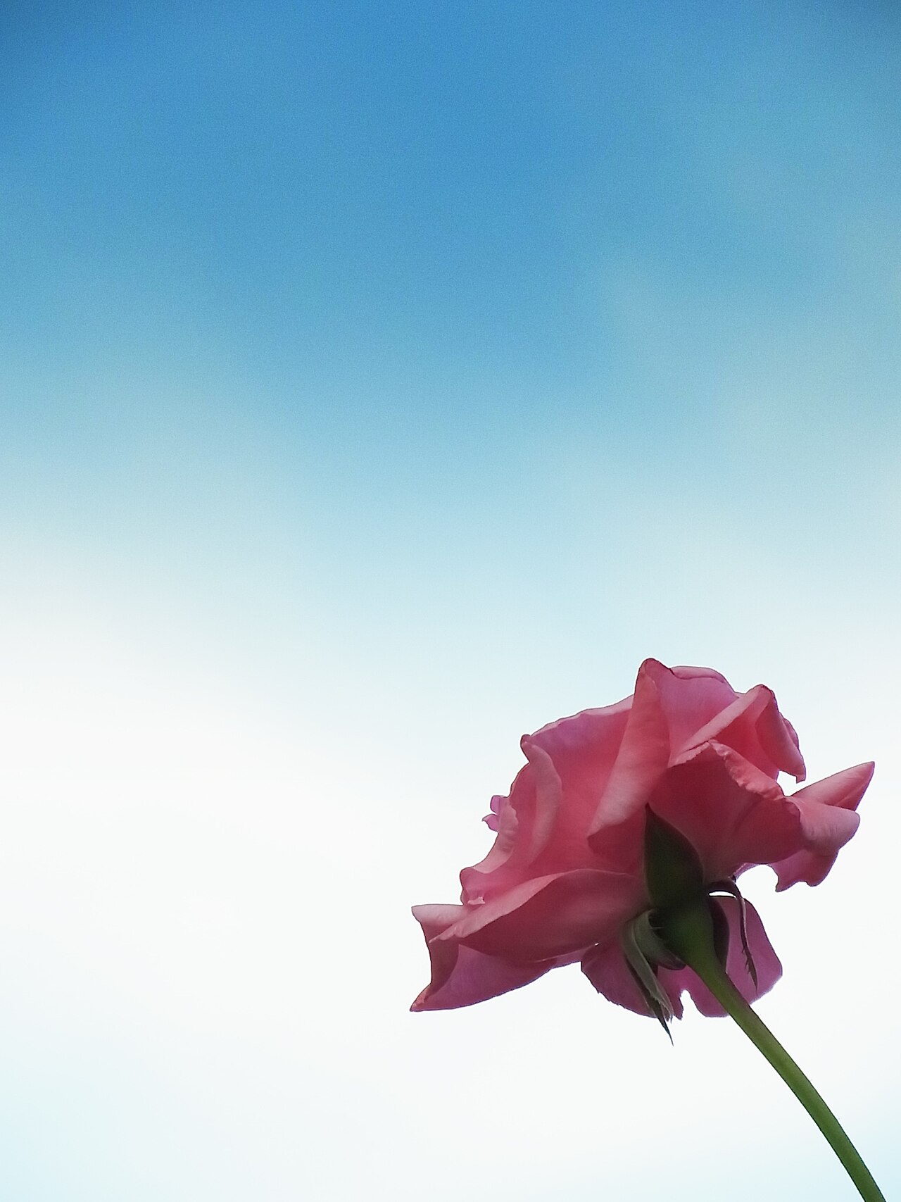 RICOH CX4 作例